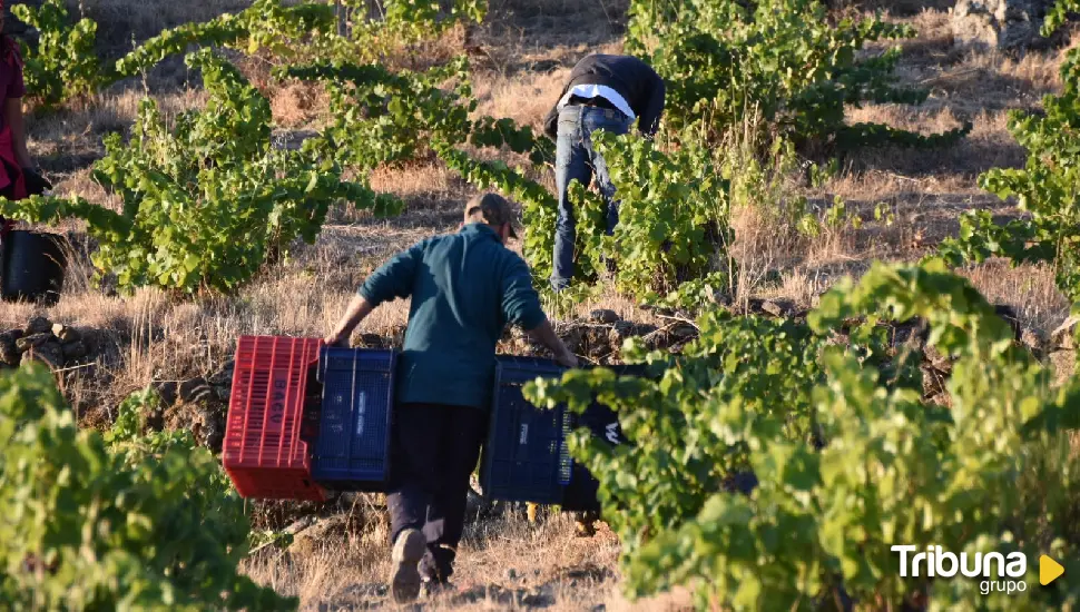 La DOP Cebreros pone punto final a la añada más corta de su historia