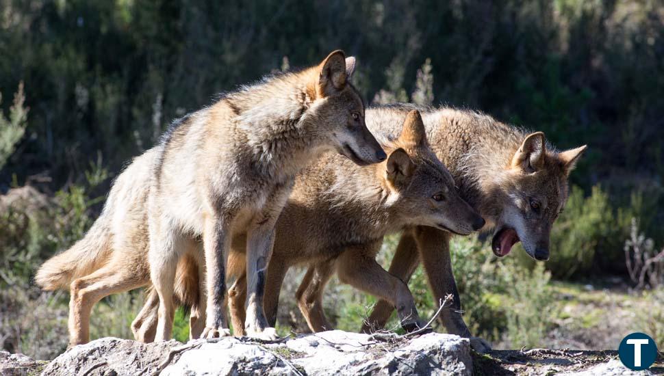 Hernández Herrero pide al Gobierno que cambie la normativa de protección al lobo