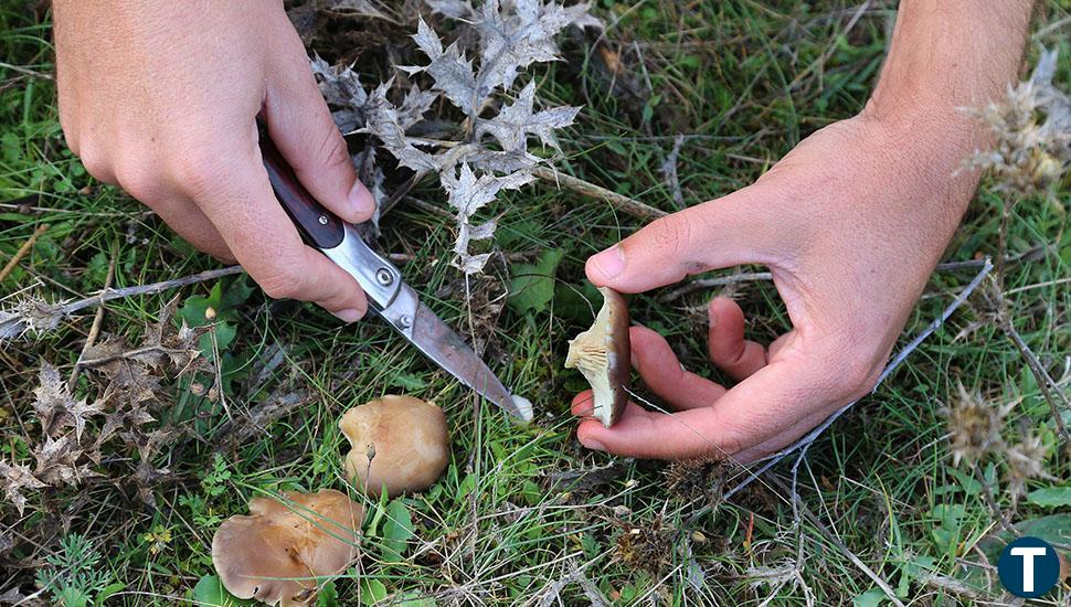 ¿Conoces los hongos de Ávila?