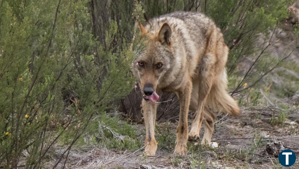 Pascual asegura que las ayudas para subvencionar los ataques del lobo son "insuficientes" 