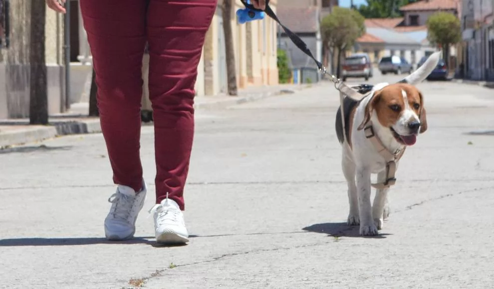 El Centro Medioambiental San Nicolás acoge un seminario de psicología canina