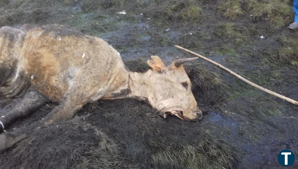 Nuevas lobadas en la provincia dejan varios terneros muertos en Navalacruz y Navalmoral de la Sierra