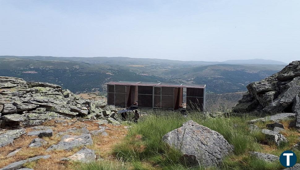 Los quebrantahuesos vuelven a la Sierra de Gredos