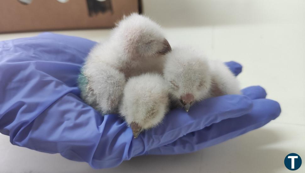 Más de la mitad de los animales silvestres que entran en los centros de recuperación se llegan a liberar