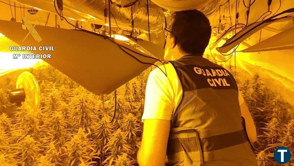 Detenida una familia con 470 plantas de marihuana en su vivienda en Navahondilla