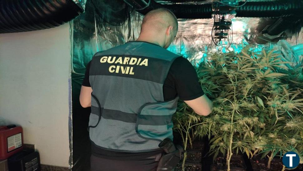 Nuevo golpe al cultivo clandestino de marihuana en Navahondilla