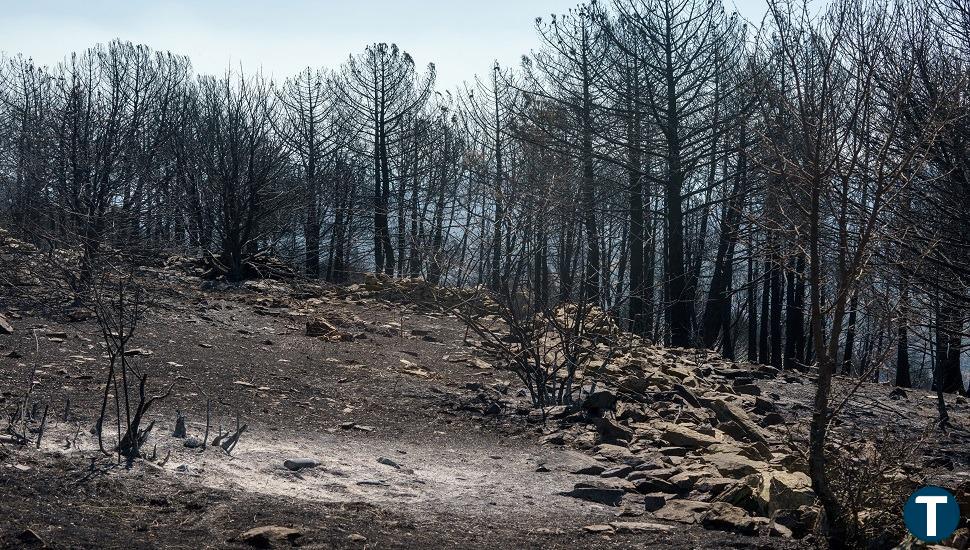 El incendio de Cebreros y El Hoyo de Pinares afectó a 4.262 hectáreas, según las estimaciones de Copernicus