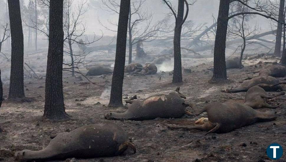  Estiman 10.000 animales abrasados por el incendio de Santa Cruz del Valle