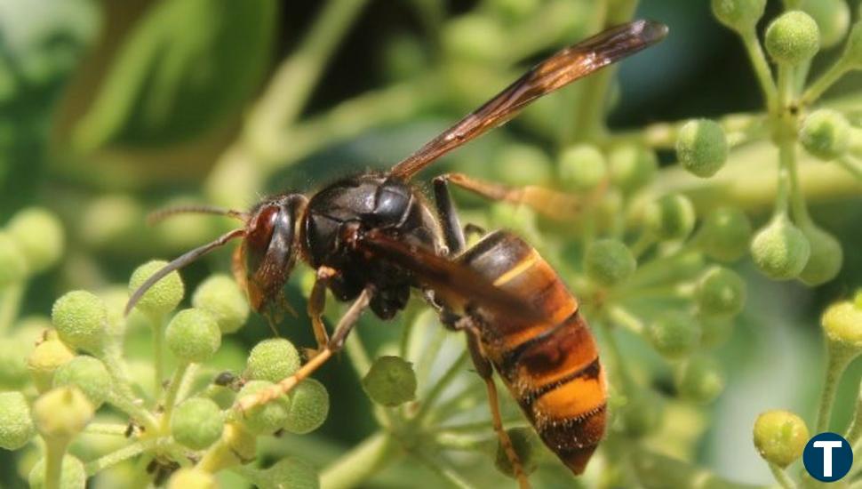 Los talleres medioambientales dedicarán sus sesión este jueves a la construcción de refugios para insectos