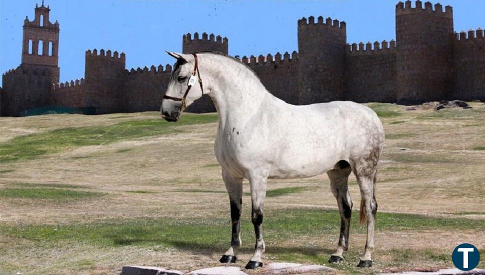 Martín echa en cara al equipo de Gobierno la pérdida de la Feria del Caballo y su concurso morfológico