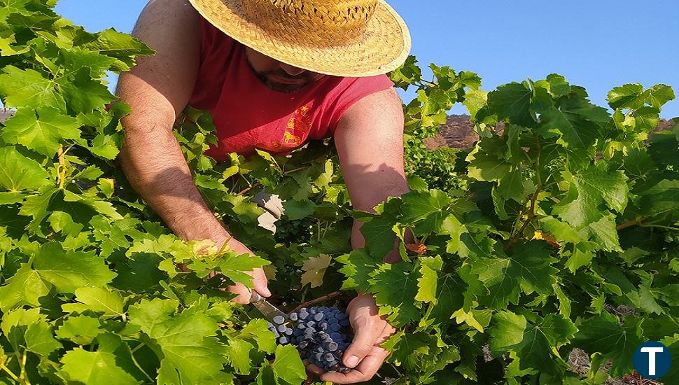 La DOP Cebreros comienza la vendimia de la garnacha tinta tras un "gran año" de albillo real