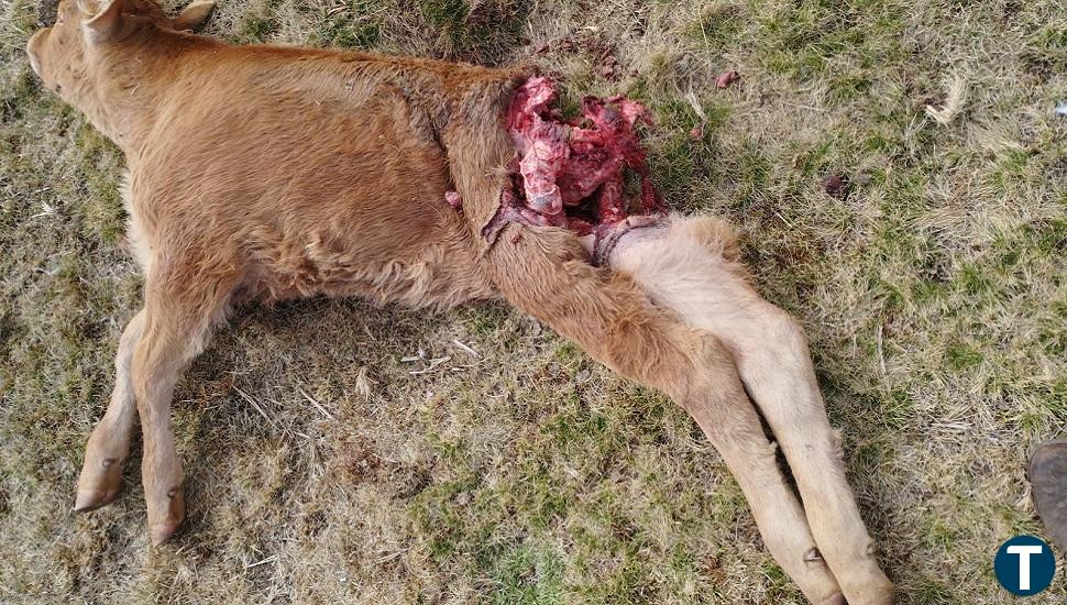 Siete terneros, víctimas de los lobos en la zona de Pinares