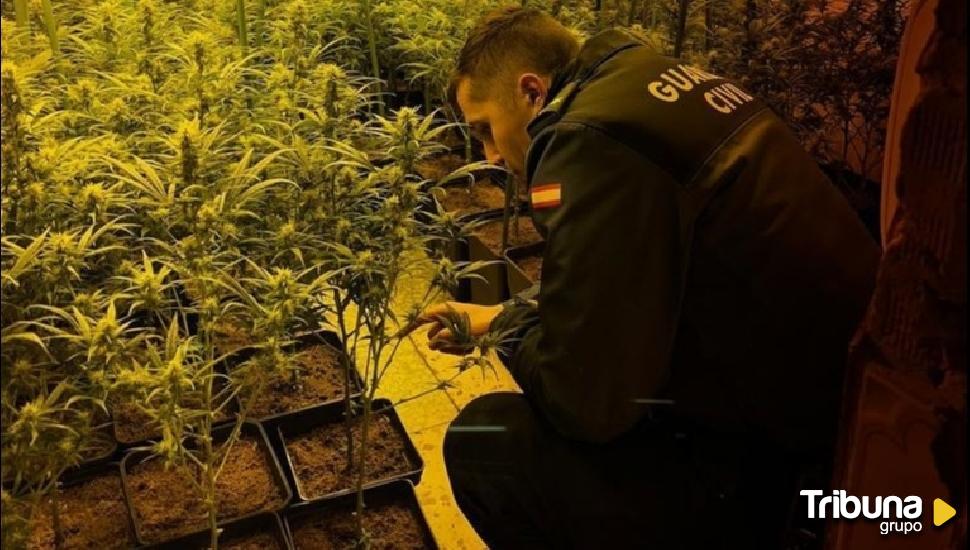 Tres detenidos en Cebreros tras la desarticulación de dos laboratorios clandestinos de marihuana