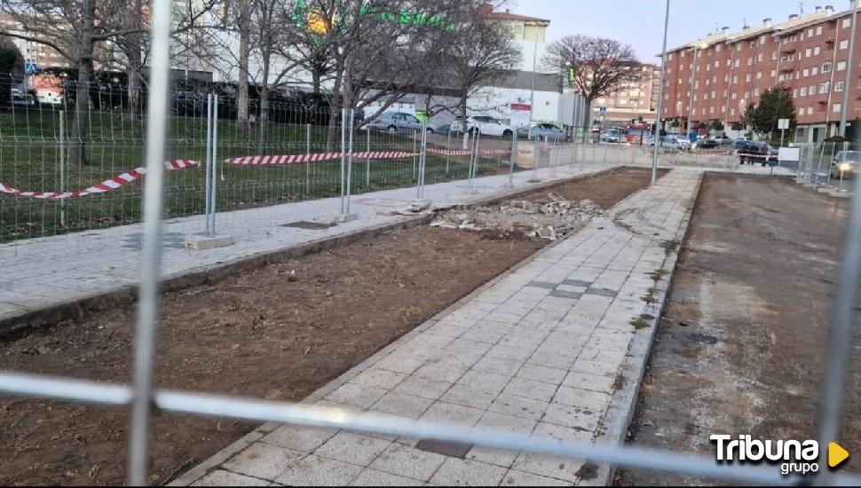 Trasplantados una docena de árboles procedentes de las obras del carril bici de la zona sur