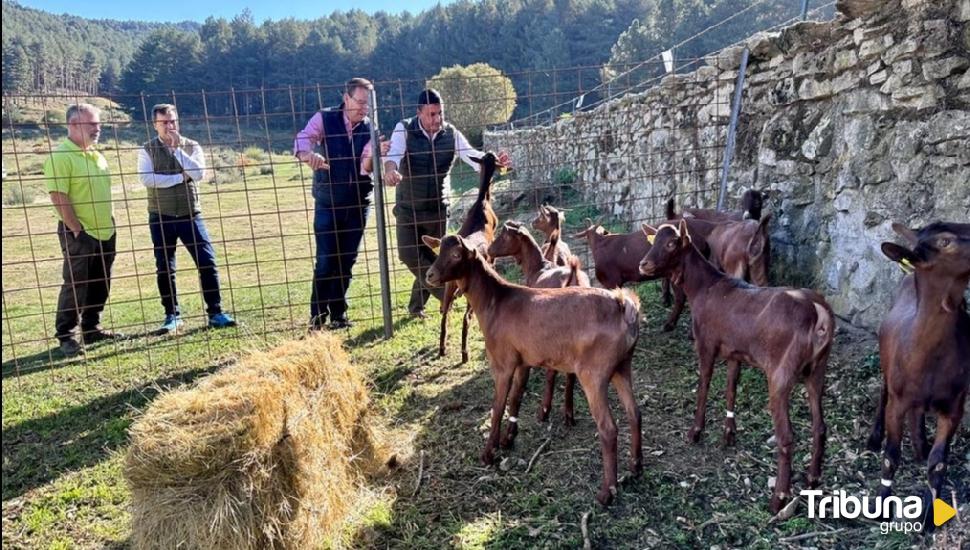 La cabra guisandesa: recuperar una especie autóctona