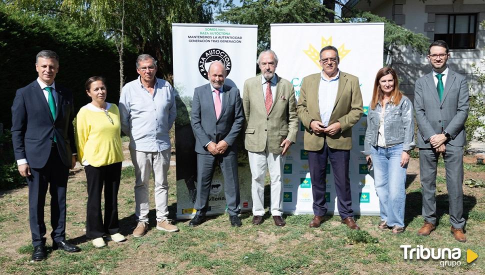 Caja Rural de Salamanca une lazos con la Raza Avileña-Negra Ibérica