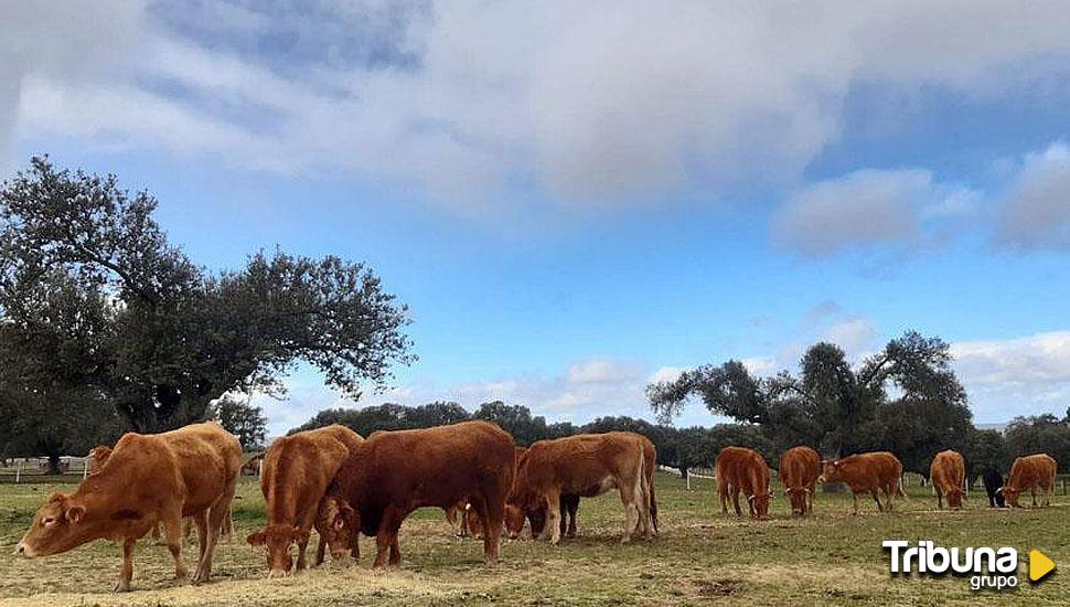 Indemnización de 46.000 euros por ataques de lobo en la provincia de Ávila