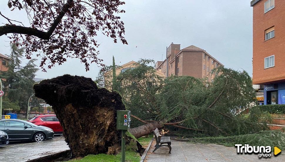 Árboles caídos, desprendimiento de tejas y calles cerradas, efectos de Ciarán en Ávila