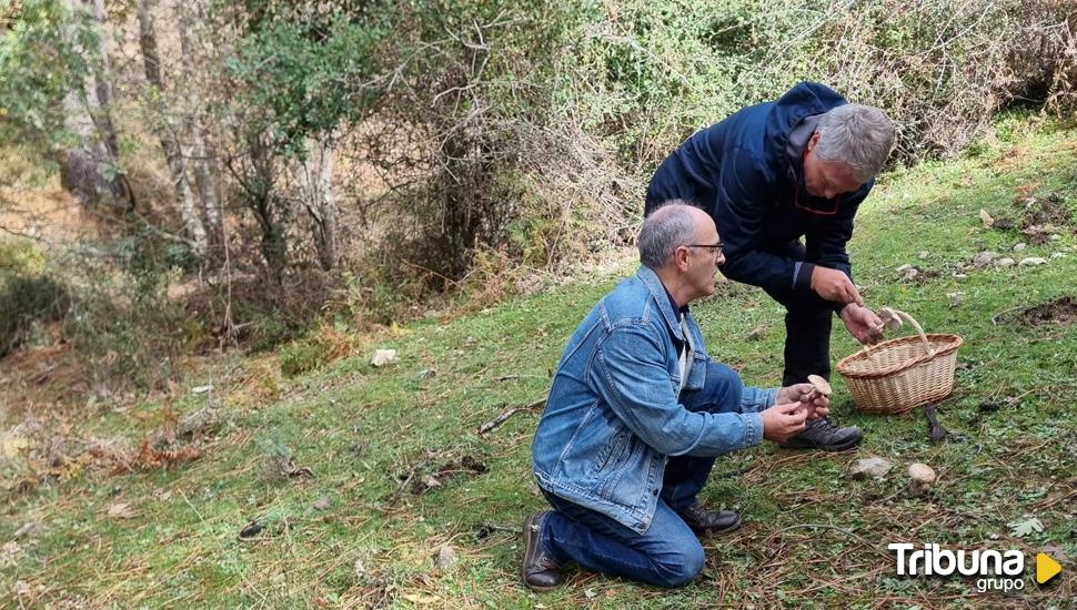 El Tiemblo organiza las XVIII Jornadas Micológicas