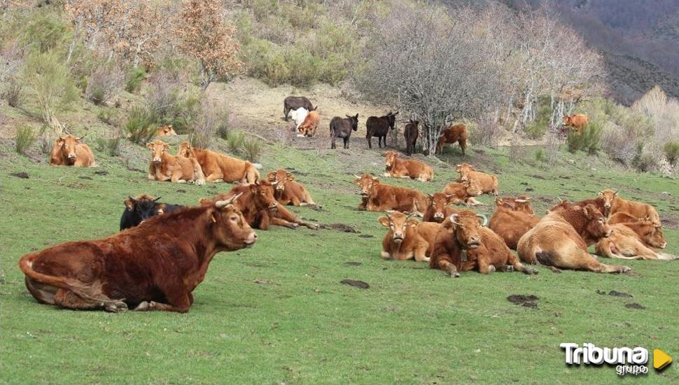 UPA-COAG denuncia que ganaderos abulenses llevan siete meses sin la indemnización por daños del lobo