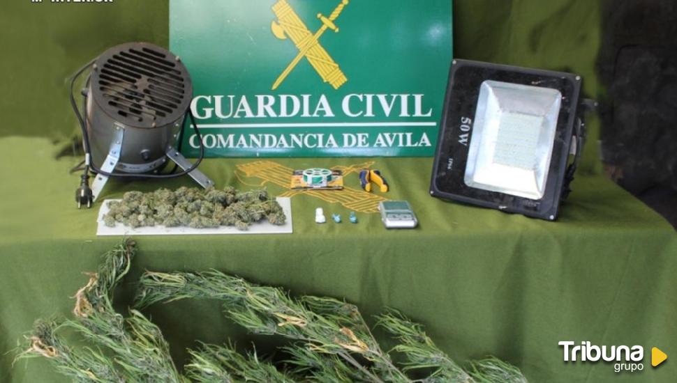 Detenido en Horcajo de las Torres por cultivo de marihuana