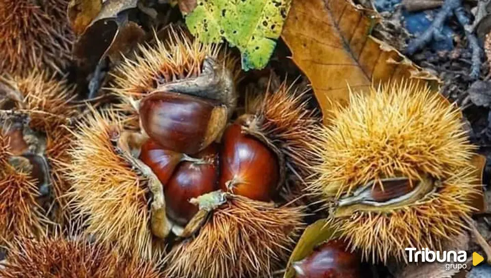 Navaluenga, las castañas y el otoño