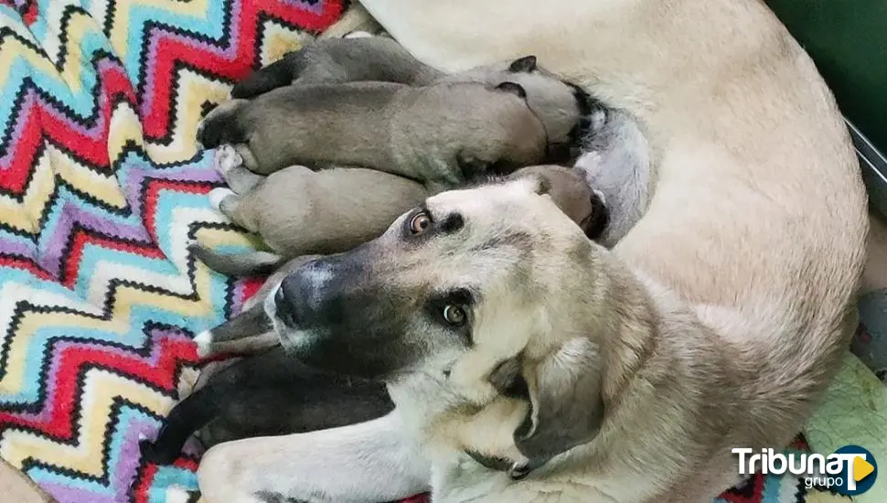 Mercadillo navideño de 'Entre Perros y Gatos' en Los Serrano