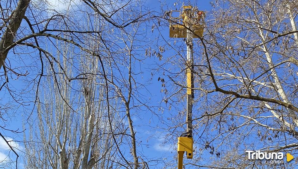 Los trabajos de poda llegan a San Roque, jardín del Recreo y calle Canteros