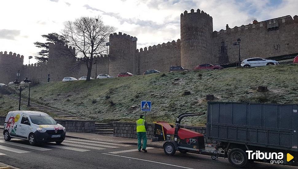 Retirados 20 árboles en el Lienzo Norte de la Muralla para evitar peligros