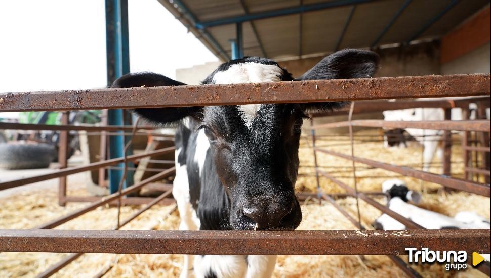 ¿Está permitido el desplazamiento de animales entre pastos particulares?