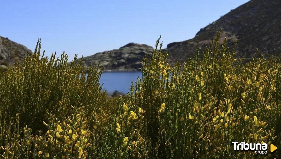 El Festival del Piorno en Flor contará con la colaboración de Cruz Roja