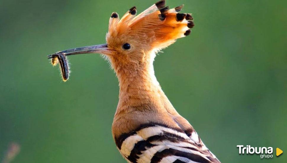 Inscripciones abiertas para la IX edición del curso 'Conoce las aves de Ávila'