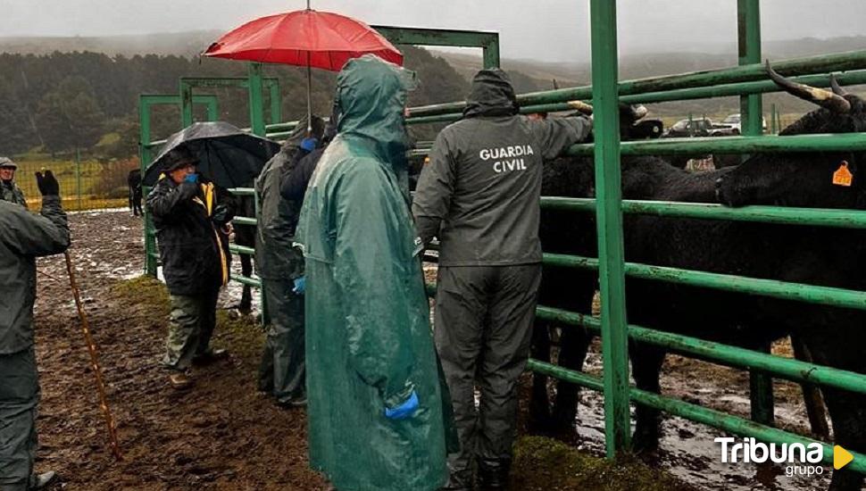 La Guardia Civil evita que ganado bovino entre en la cadena alimentaria sin control sanitario