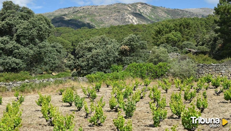 Conexión con Gredos de la mano de la DOP Cebreros