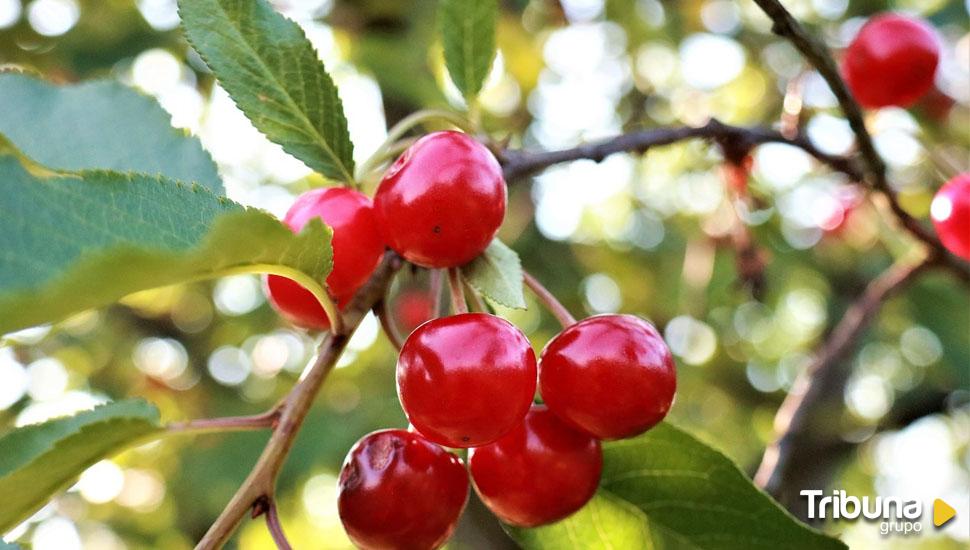 UCCL-Ávila advierte de la catástrofe por las lluvias en la cereza en el Valle del Tiétar