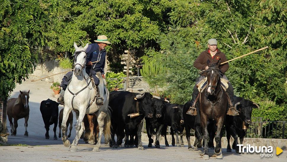 La trashumancia: 20.000 reses vuelven a la Sierra de Gredos