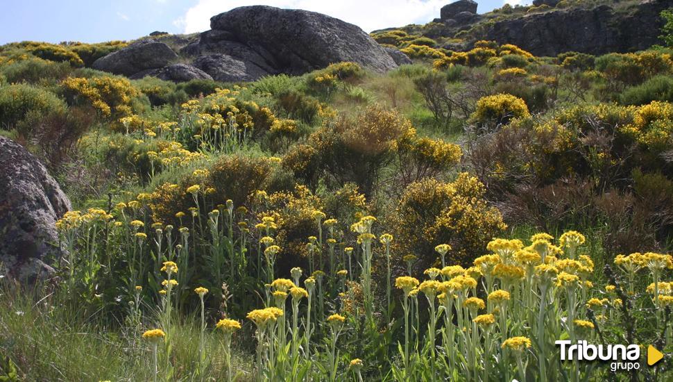 Actuaciones de conservación de especies de flora amenazada en Ávila