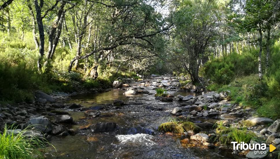 Mejoras del hábitat del desmán ibérico en Ávila y Soria