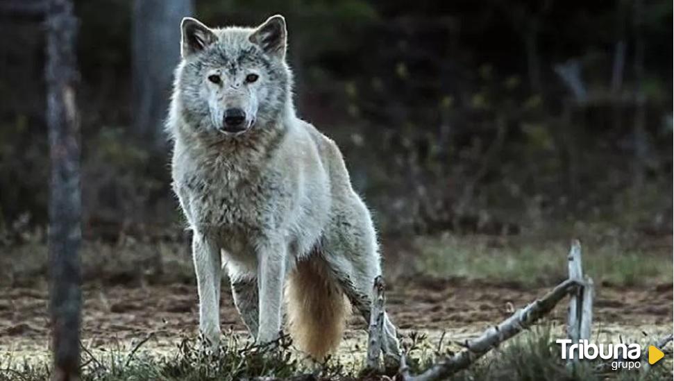 Por Ávila urge a la Junta a actualizar el censo del lobo