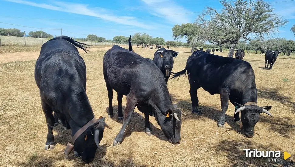 La IGP Carne de Avila comercializó más de 5.000 canales en 2023