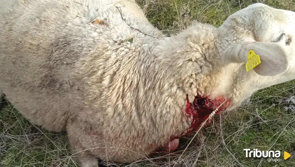 UPA-COAG denuncia varios ataques de lobos en Aldeavieja