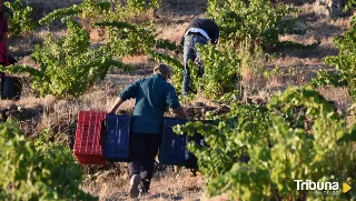 La DOP Cebreros pone punto final a la añada más corta de su historia