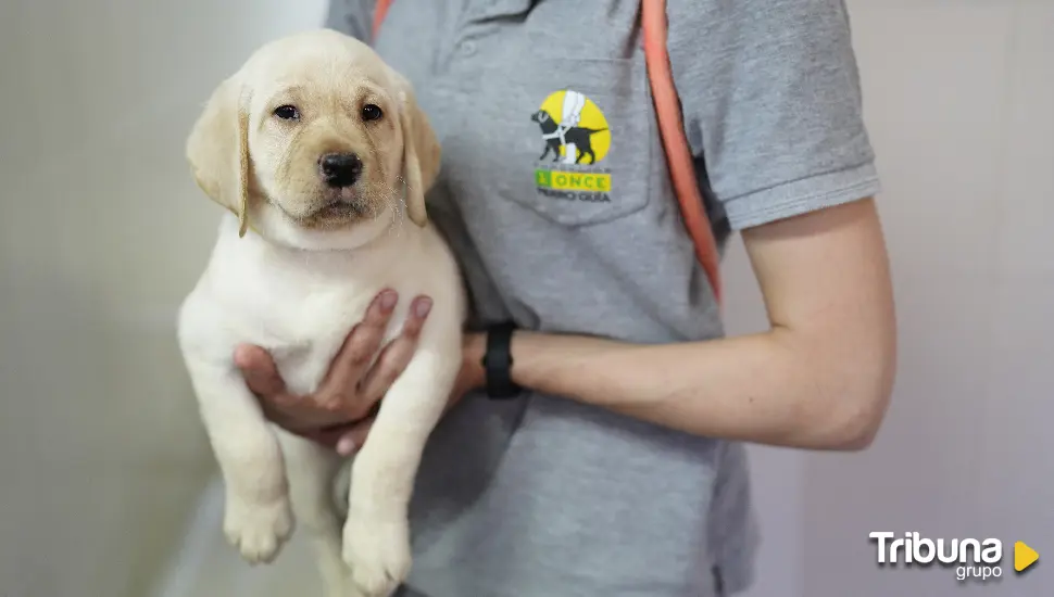 Cachorros de futuros perros guía buscan familias educadoras de Ávila