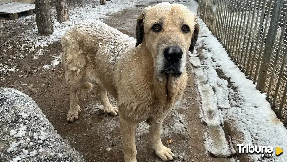 Campaña navideña de adopción responsable de mascotas