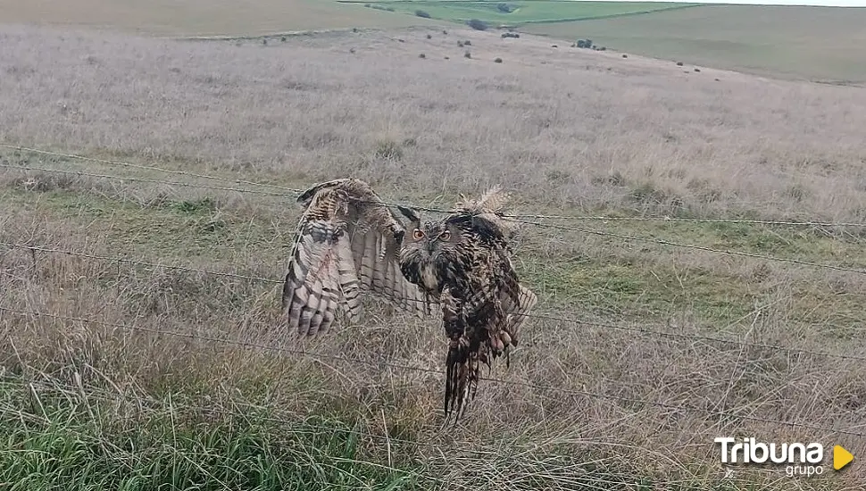 Rescatado un búho atrapado en una valla en Crespos