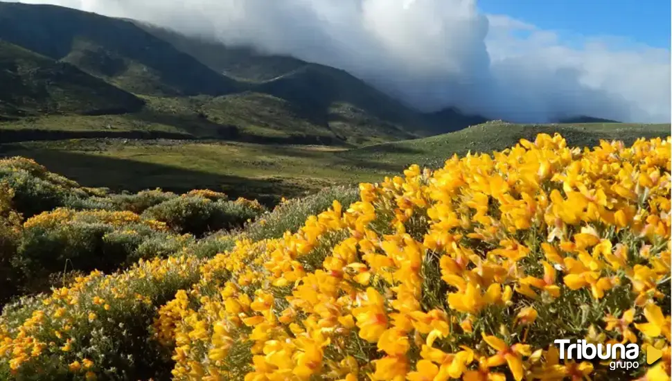 El Festival 'Piorno en Flor' se integra en el proyecto 'España en floración'