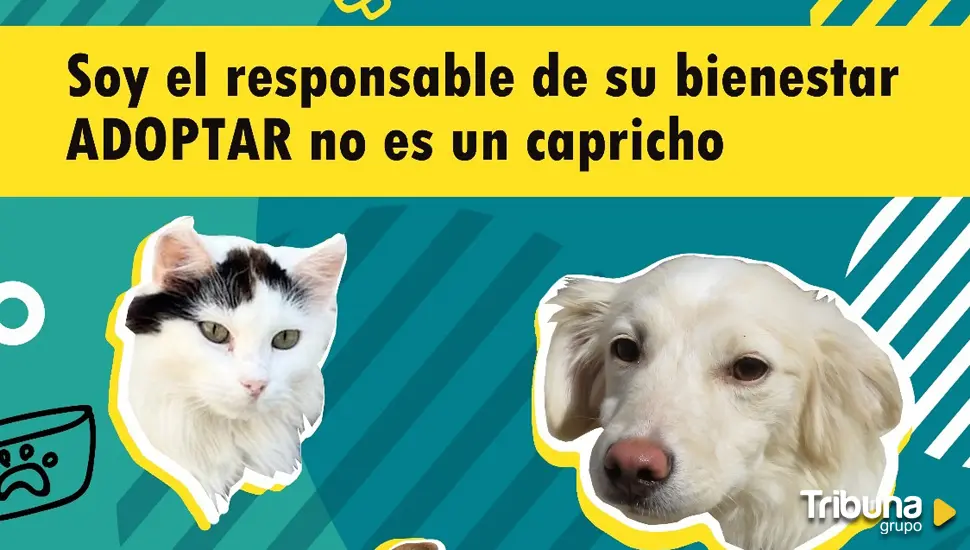 Campaña de concienciación para promover la adopción de animales