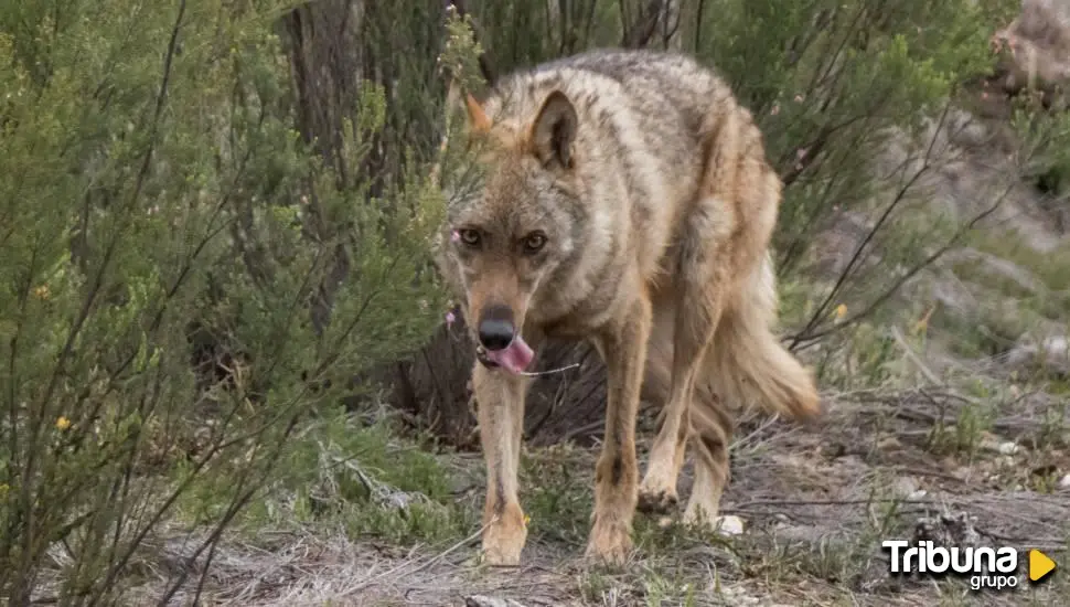 Ávila sufrió 1.436 ataques de lobo en 2023