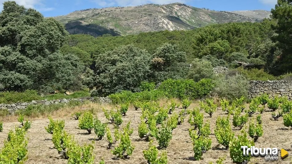 Regresa 'Conectando Gredos' al Valle de Iruelas