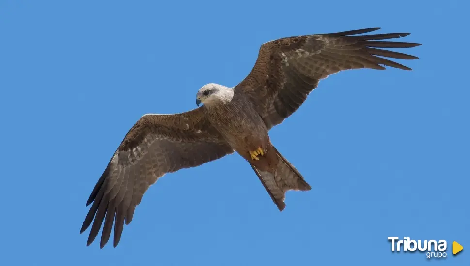 Abierta la inscripción del curso 'Conoce las aves de Ávila'